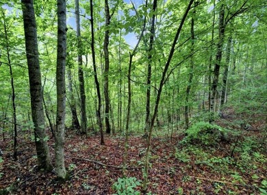4.5 Acres Near Dale Hollow Lake - Ready for Your Dream Lake - photo 8