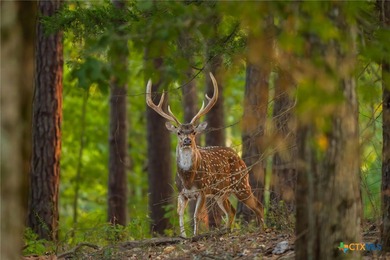 Lake Springs Ranch is the epitome of a true East Texas - photo 16