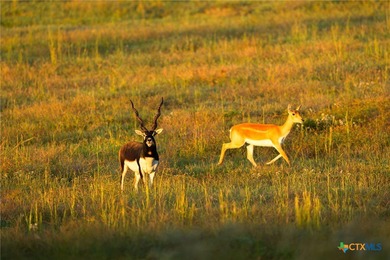 Lake Springs Ranch is the epitome of a true East Texas - photo 17