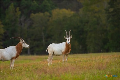 Lake Springs Ranch is the epitome of a true East Texas - photo 34