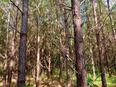 This diverse riverfront property is a rare find. Located between - photo 25