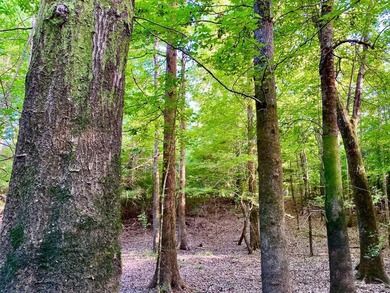 This diverse riverfront property is a rare find. Located between - photo 46