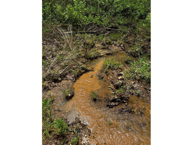 APPROX 197 ACRES LAFAYETTE COUNTY TIMBERLAND, GENTLY ROLLING - photo 7