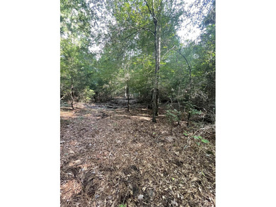 Discover 51 acres of heavily wooded East Texas land offering - photo 3