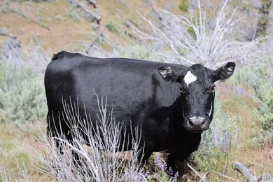 This Eastern Oregon Ranch is rich in heritage and natural beauty - photo 9