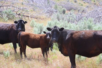 This Eastern Oregon Ranch is rich in heritage and natural beauty - photo 10