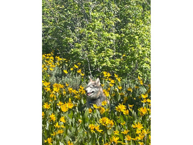 Partially wooded recreational Bear Lake Ranchettes lot with room - photo 12