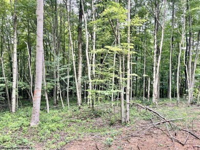 Beautiful, wooded building lot in the city limits of Kingwood - photo 4