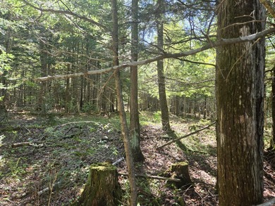 Beautiful, Peaceful and Private River/Water Front lot. 3.5 acres - photo 9