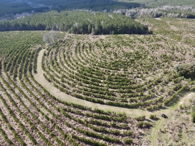 A large, gorgeous, and contiguous tract in the Avera community - photo 6