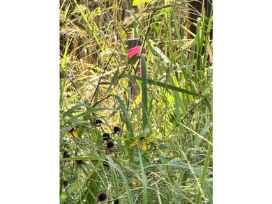 Endless potential awaits on this 7.8730 acre tract of unimproved - photo 3