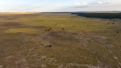 Lots 13-16 offer 55+/- acre parcels on Pine Ridge Road in Pine - photo 3