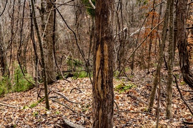 Nestled in the rolling hills of Warren County, Mississippi, this - photo 5