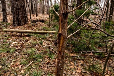 Nestled in the rolling hills of Warren County, Mississippi, this - photo 9