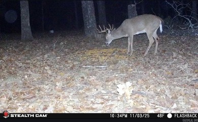 54+/- acres located off Peel Road in Shirley, Arkansas. This - photo 11