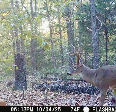 54+/- acres located off Peel Road in Shirley, Arkansas. This - photo 14