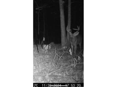 54+/- acres located off Peel Road in Shirley, Arkansas. This - photo 29