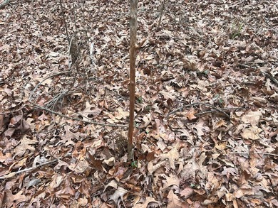 This +/-19-acre property in Jasper County, MS, offers a - photo 14