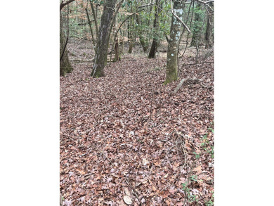 This +/-19-acre property in Jasper County, MS, offers a - photo 17