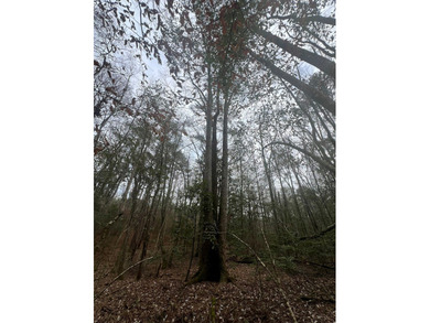 This +/-19-acre property in Jasper County, MS, offers a - photo 18