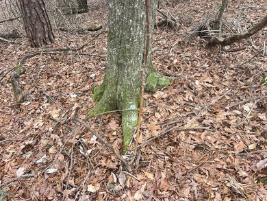 This +/-19-acre property in Jasper County, MS, offers a - photo 20
