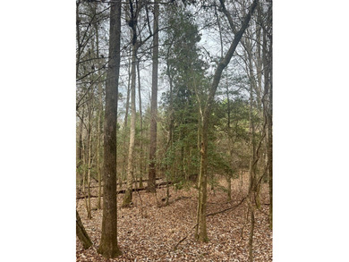 This +/-19-acre property in Jasper County, MS, offers a - photo 22