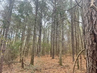 This +/-19-acre property in Jasper County, MS, offers a - photo 23
