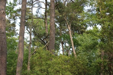 Three parcels are available for sale with common borders for a - photo 9