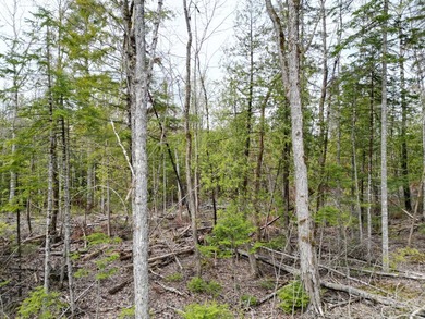 An exceptional opportunity near Center Pond, this 1.7-acre - photo 5