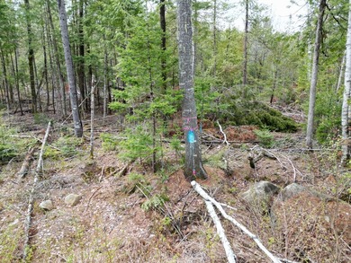 An exceptional opportunity near Center Pond, this 1.7-acre - photo 8