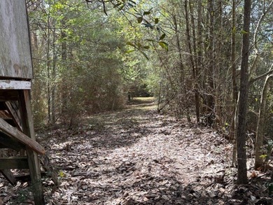 32 gorgeous acres are now available in Poplarville. This - photo 12