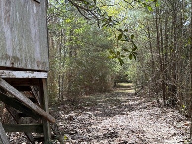 32 gorgeous acres are now available in Poplarville. This - photo 14