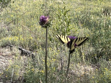Discover 110 acres along the scenic Brazos River with @3,000 - photo 33