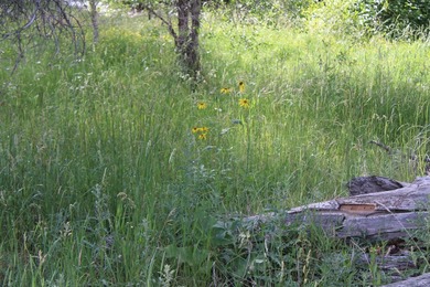 Discover 110 acres along the scenic Brazos River with @3,000 - photo 42