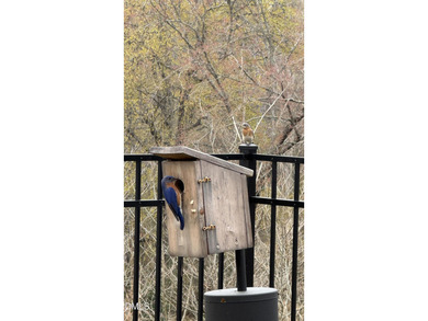 Pond views behind the home, abundant wildlife, and nature all - photo 45