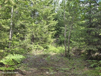 An exceptional 80 acres that adjoins USFS Forest Land, and - photo 3