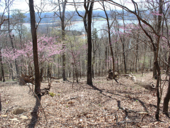 Cherokee Lake View Building Lot - Lake Lot For Sale in Mooresburg, Tennessee