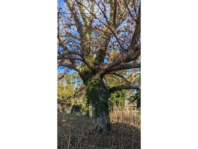 A rare find, 3.89-+ acre lot in historic Accomac, one of the - photo 10