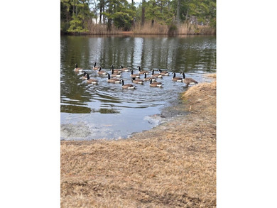 WOW!! Just listed large beautiful corner lot with Mallard Pond - photo 9