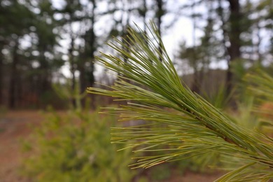 Framed by large mature white pine trees sits this beautiful - photo 17