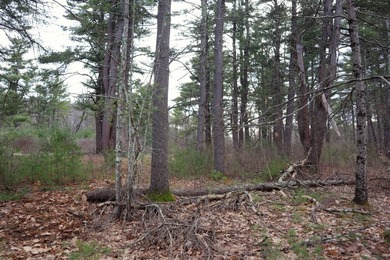 Framed by large mature white pine trees sits this beautiful - photo 23