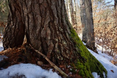 Framed by large mature white pine trees sits this beautiful - photo 29
