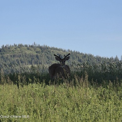 Escape to this stunning 34-acre parcel on Harrison Flats - photo 7