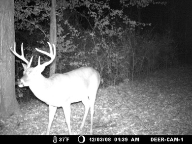 Approximately 175 acres in prime MS hunting country! This - photo 19