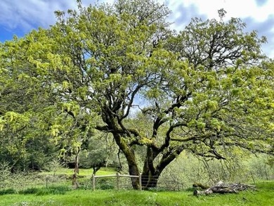 THE BUCKEYE RANCH IN Petrolia -- A rare opportunity to own 2 - photo 1