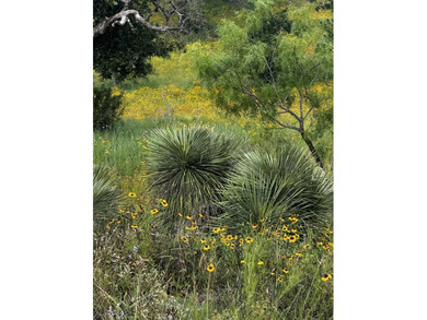 This corner lot is perfect for your dream home. It sits high and - photo 17