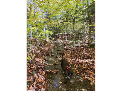 11.57 surveyed acres with 15 feet of deeded lakefront on - photo 4