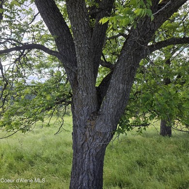One of the nicest 20-acre parcels on Harrison Flats offers a - photo 6