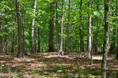 Nestled in the woods on a peaceful 3.169-acre lot, this inviting - photo 23