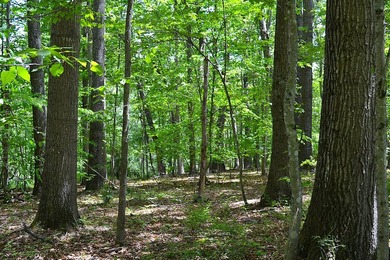 Nestled in the woods on a peaceful 3.169-acre lot, this inviting - photo 24